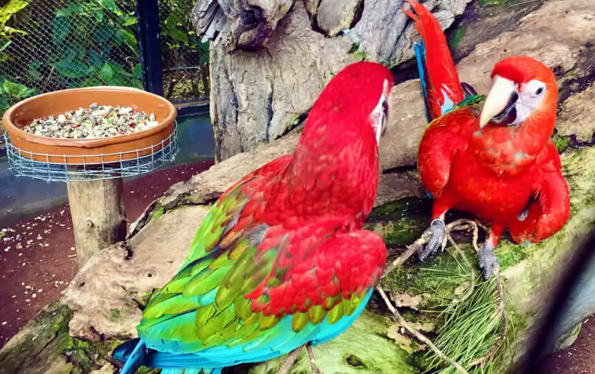 teneriffa loro parque, loro park, papageien