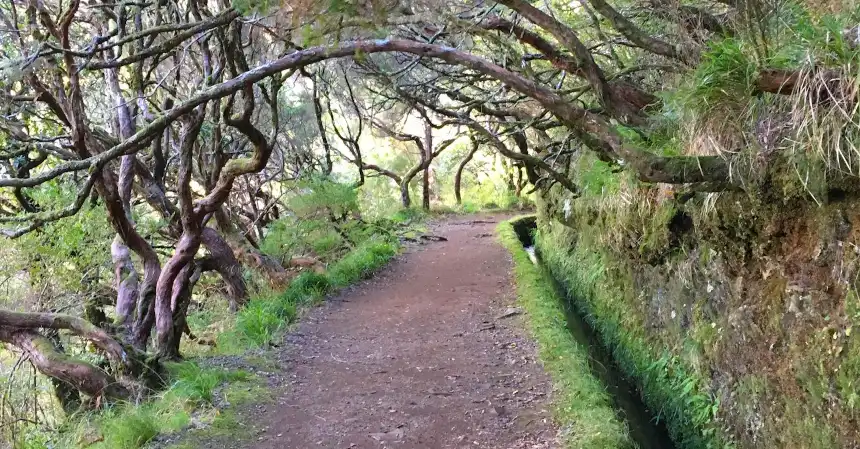 madeira-portugal-levada-wanderung levada wanderung wasserkanal, madeira portugal