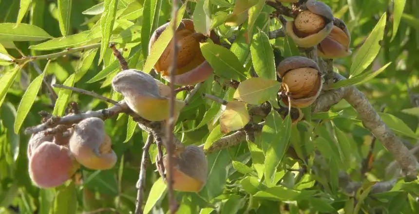 Mallorca Mandelblüte Mandelbaum