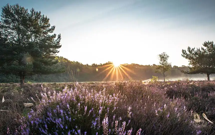 Wahner Heide bei K&ouml;ln