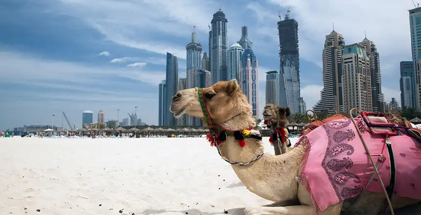 Dromedare am Strand in Dubai, Vereinigte Arabische Emirate