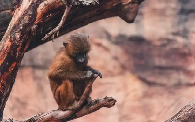 Äffchen im Tiergarten Nürnberg
