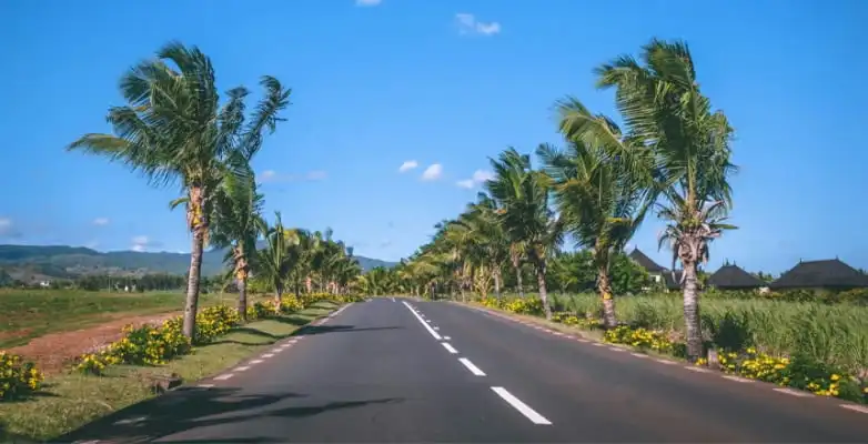 Von Palmen gesäumte Straße auf Mauritius
