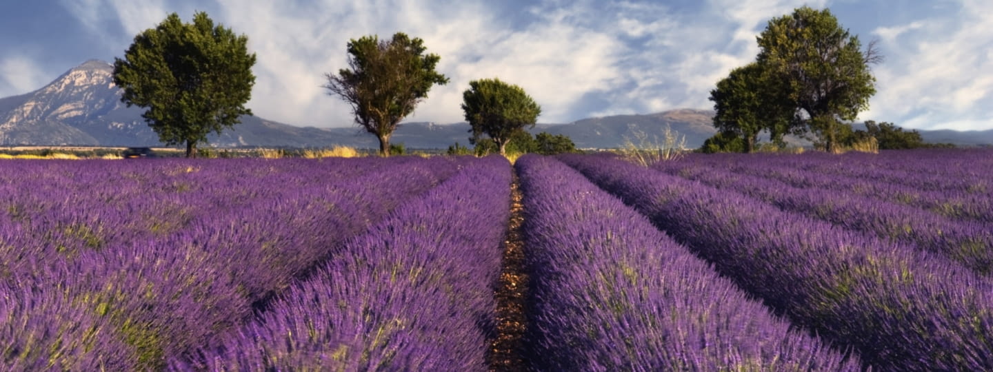 provence frankreich lavendel feld lila istock 000004428073